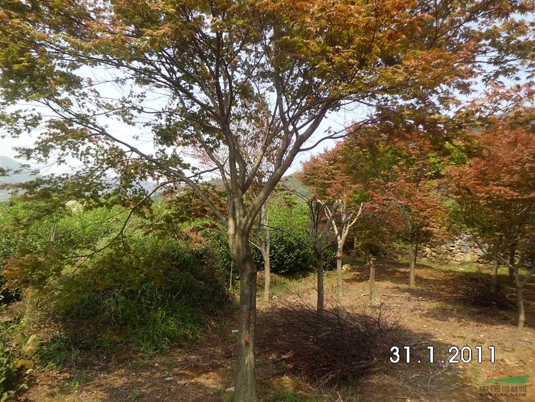 浙江紹興紅楓樹供應(yīng)