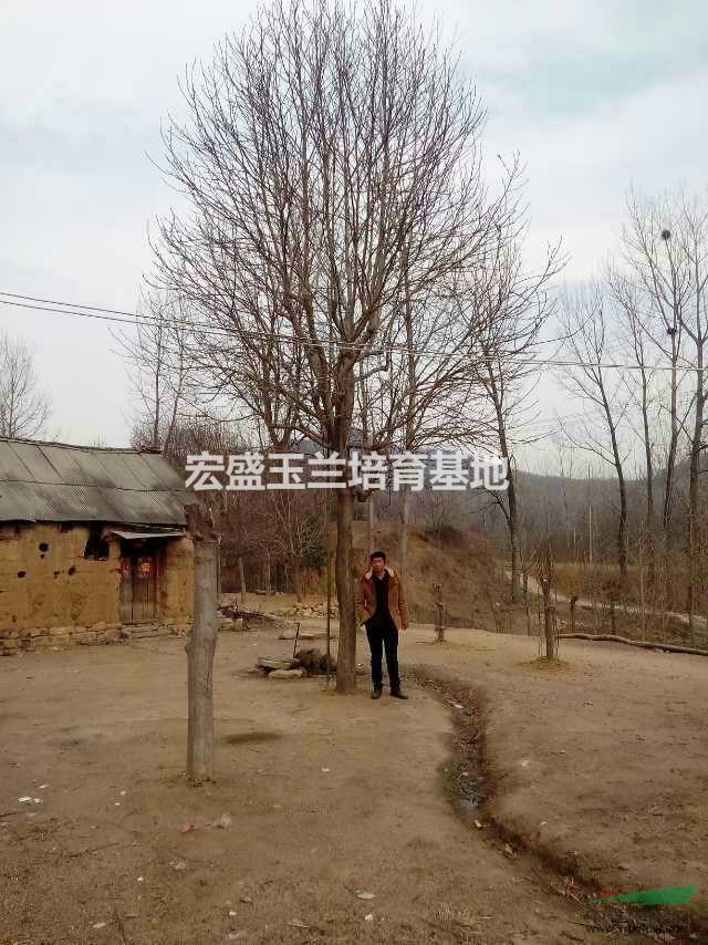 河南白玉蘭培育基地