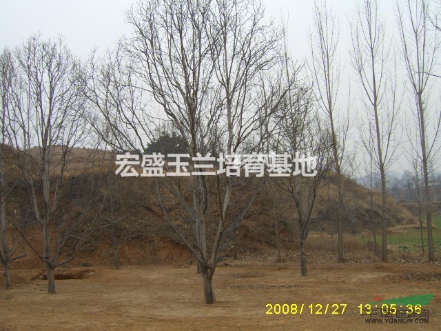南陽萬畝玉蘭基地