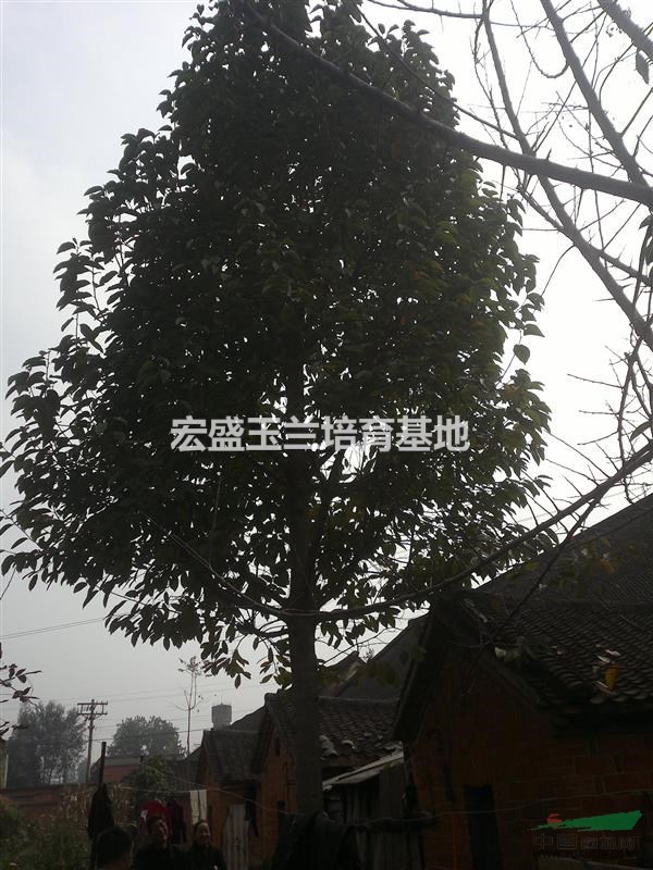 南陽萬畝玉蘭基地
