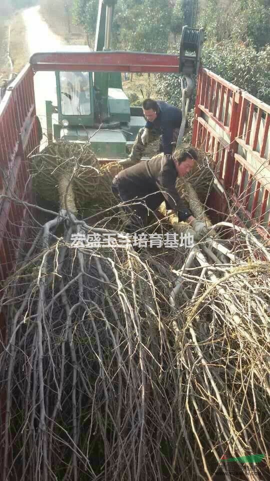 南陽玉蘭批發(fā)基地
