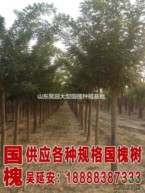 皂角種子一斤多少錢(qián)  皂角樹(shù)基地  皂角樹(shù)市場(chǎng)價(jià)格