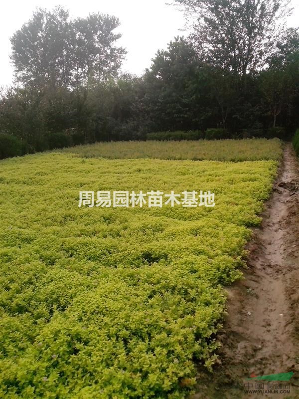 售金焰繡線菊，紅花繡線菊。
