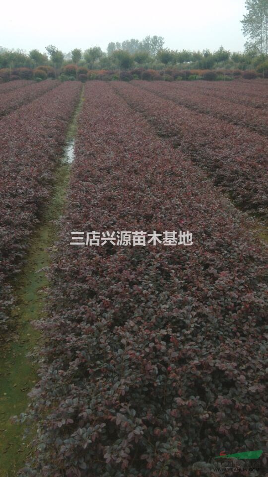 供應(yīng)紅葉石楠、紅花繼木、金色女貞等各類小苗