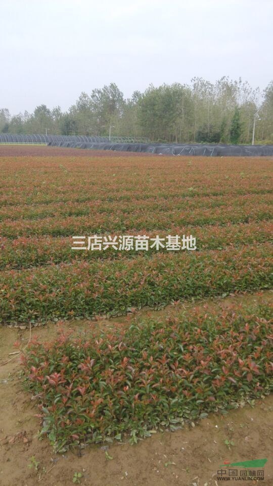 供應(yīng)紅葉石楠、紅花繼木、金色女貞等各類小苗