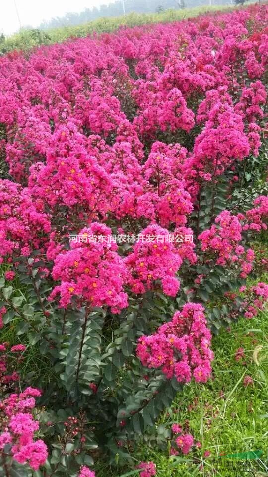 紅花紫薇小苗，紅火箭小苗   百日紅紅火球