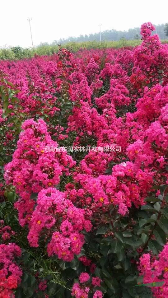 紅花紫薇小苗，紅火箭小苗   百日紅紅火球