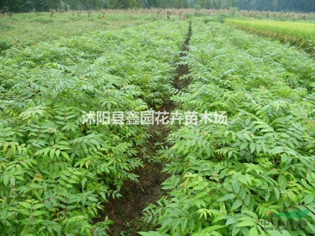 黃山欒樹價格 欒樹苗價格 欒樹圖片