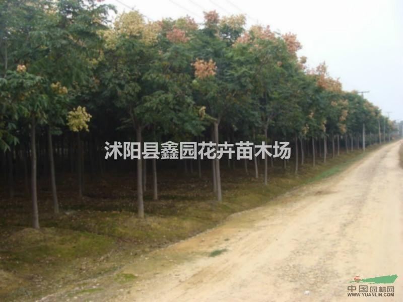 黃山欒樹價格 欒樹苗價格 欒樹圖片