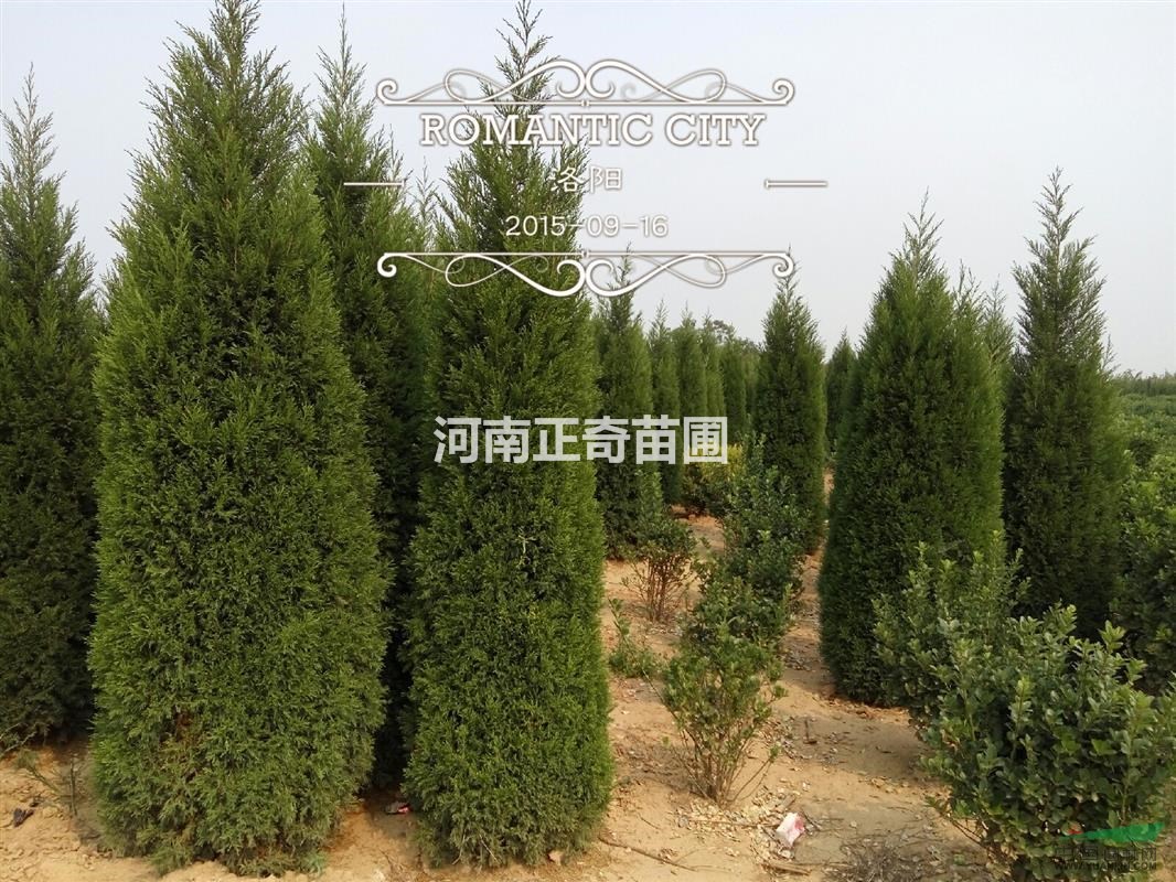 偃師邙嶺黃楊基地