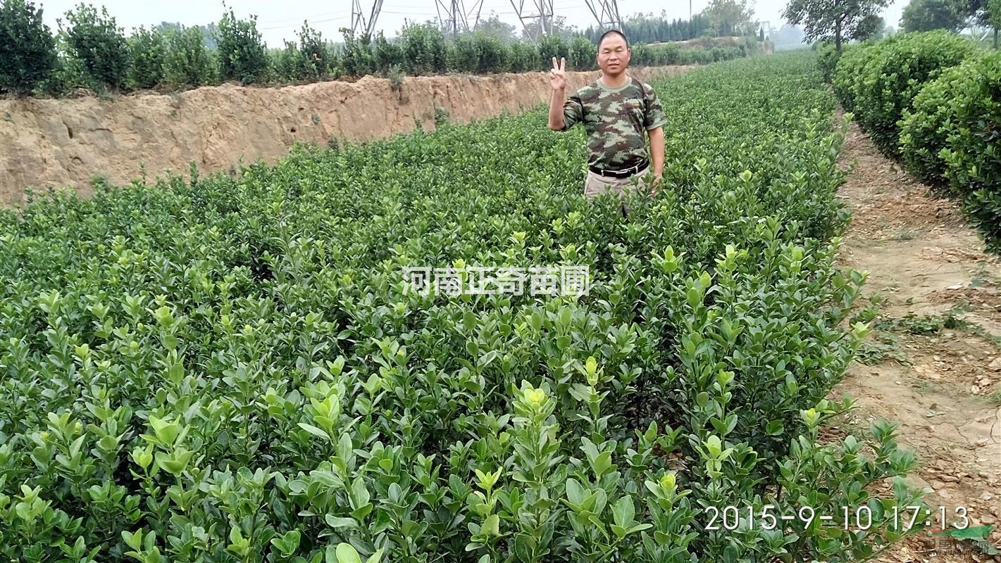 偃師邙嶺黃楊基地