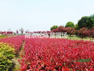 冠幅50公分60公分80公分1米2米紅葉石楠球報價