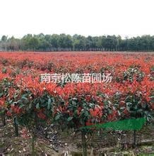 冠幅50公分60公分80公分1米2米紅葉石楠球報價