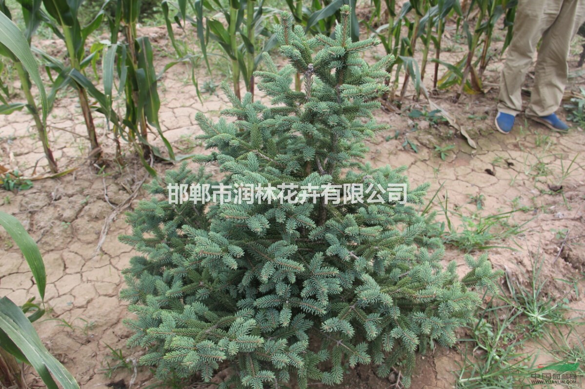 河北邯鄲馬尾松苗圃直供,馬尾松價(jià)格優(yōu)惠