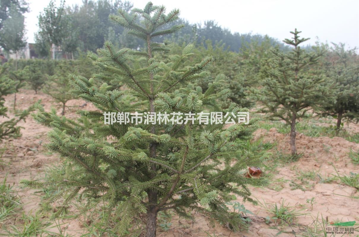河北邯鄲馬尾松苗圃直供,馬尾松價(jià)格優(yōu)惠