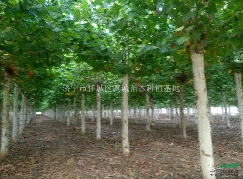 15公分法桐價(jià)格，看樹起苗