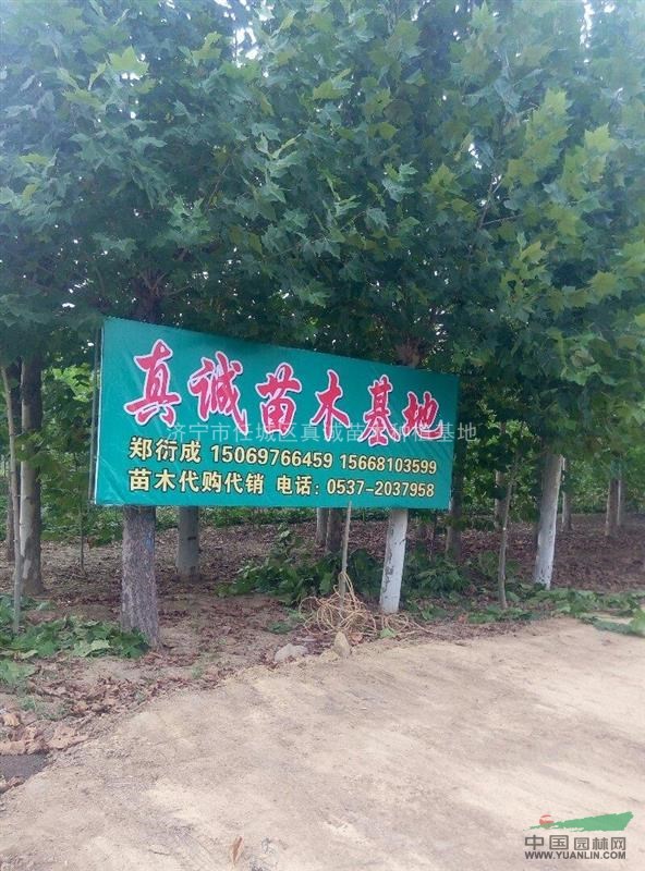 15公分法桐價(jià)格，看樹起苗