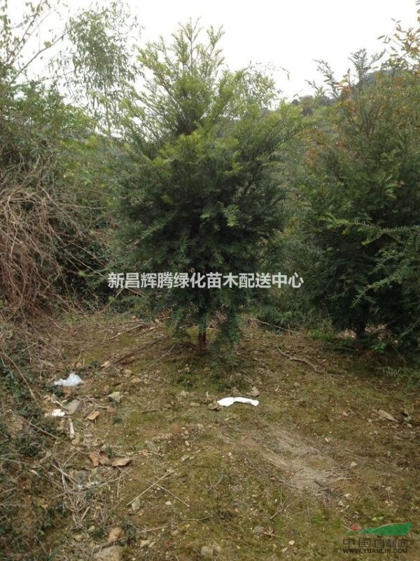 浙江南方紅豆杉價格 紅豆杉小苗 紅豆杉走勢 精品紅豆杉