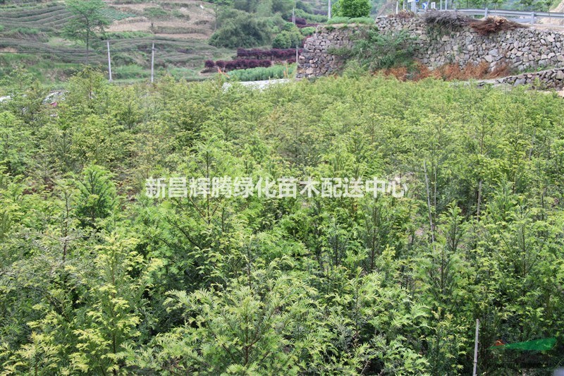 浙江南方紅豆杉價格 紅豆杉小苗 紅豆杉走勢 精品紅豆杉