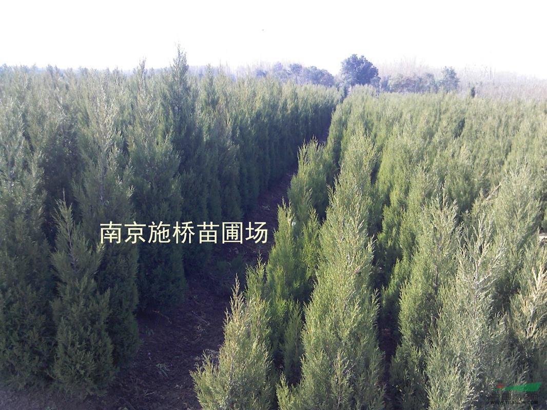 南京塔柏：2.5—3.5米塔柏價(jià)格