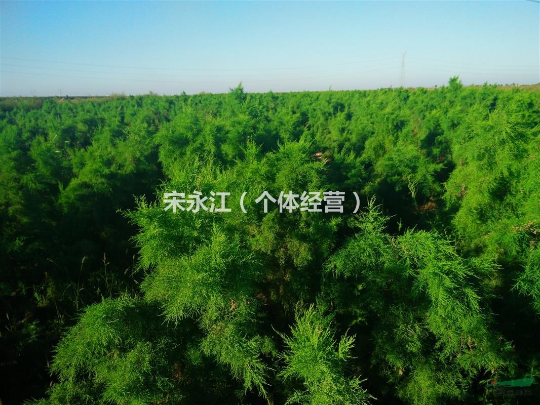 山東東營河口低價出售各種規(guī)格鹽松