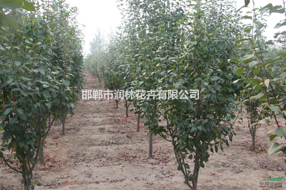 河北海棠種植基地,海棠規(guī)格齊全價(jià)格優(yōu)惠