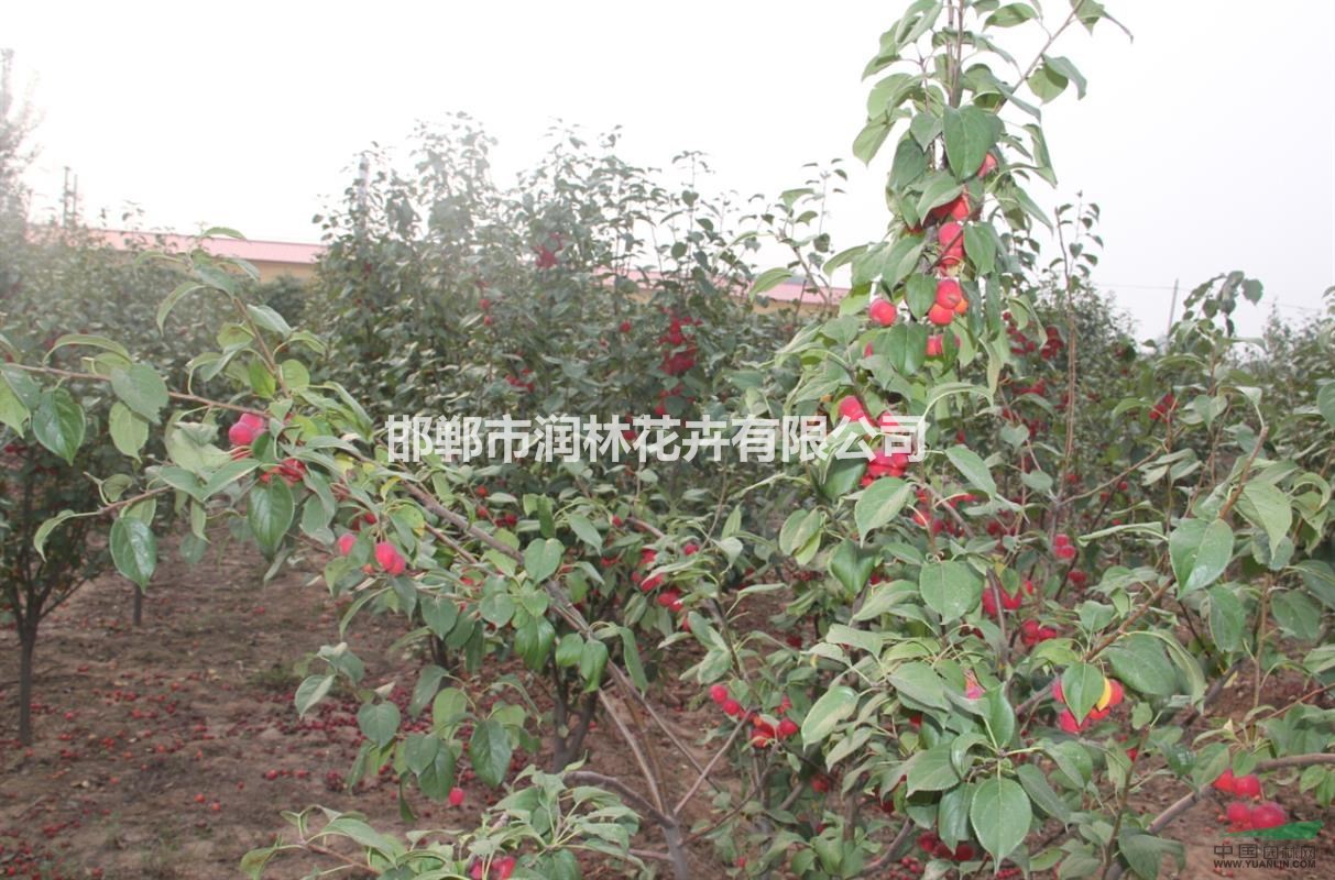 河北海棠種植基地,海棠規(guī)格齊全價(jià)格優(yōu)惠