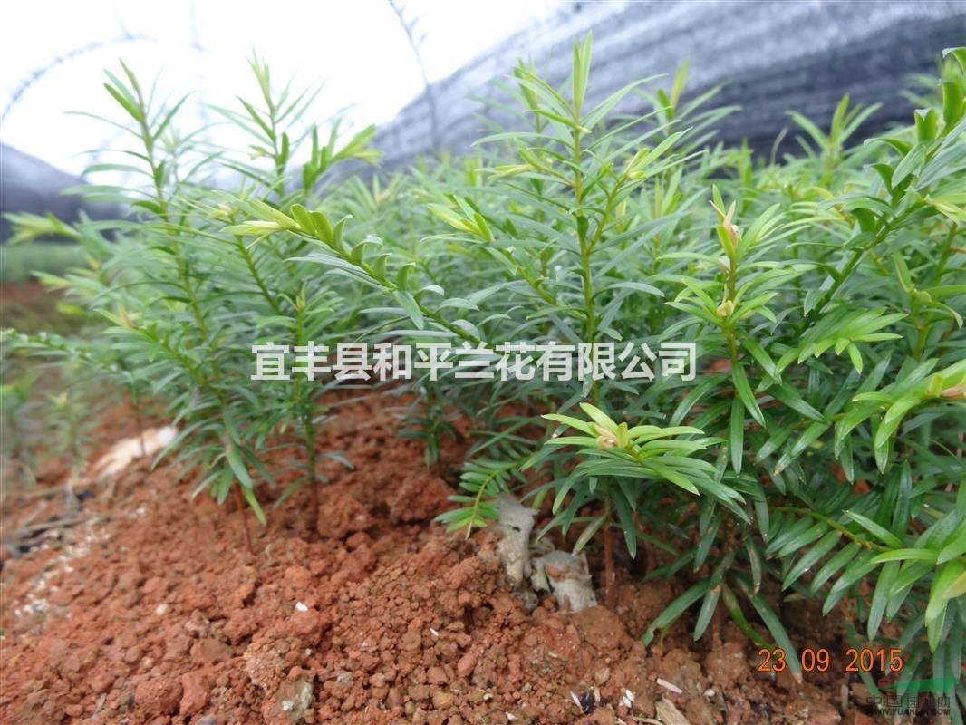 1年南方紅豆杉地栽苗耔播苗10-20cm宜豐最大紅豆杉基地