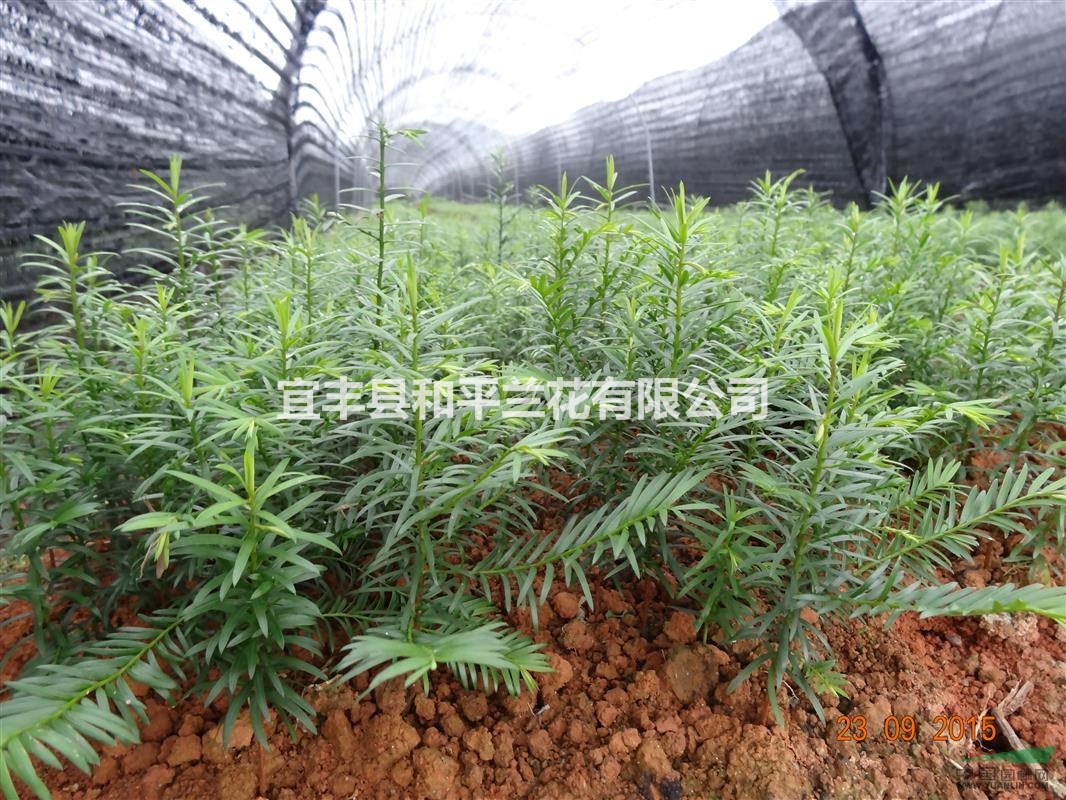 1年南方紅豆杉地栽苗耔播苗10-20cm宜豐最大紅豆杉基地