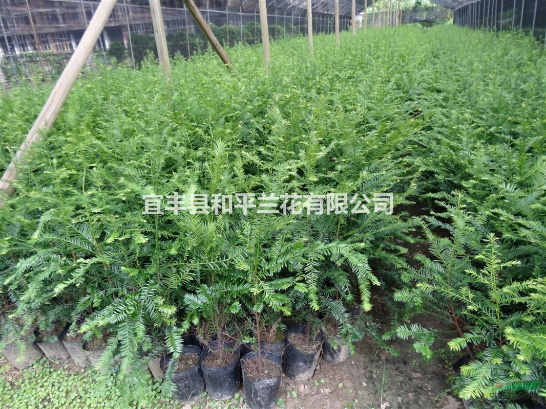 成活南方紅豆杉地栽盆景室內(nèi)綠植盆栽凈化空氣吸甲醛營(yíng)養(yǎng)杯苗批發(fā)