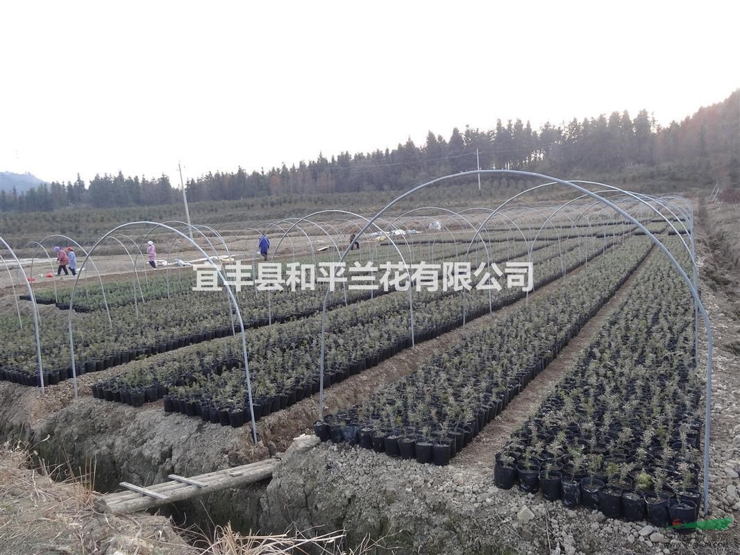 成活南方紅豆杉地栽盆景室內(nèi)綠植盆栽凈化空氣吸甲醛營(yíng)養(yǎng)杯苗批發(fā)