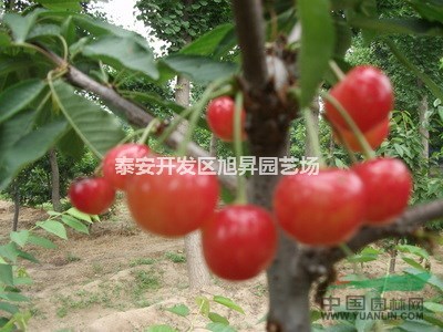 6號砧木櫻桃苗、吉塞拉櫻桃苗、1公分櫻桃苗