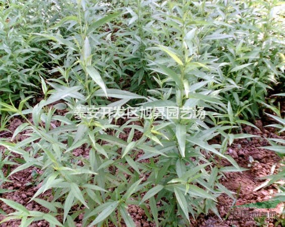 山東泰安優(yōu)質桃苗供應 桃苗品種及規(guī)格