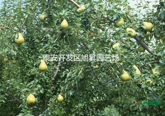 山東泰安高產(chǎn)梨苗供應(yīng) 梨苗運(yùn)輸方式 梨苗種植技術(shù)