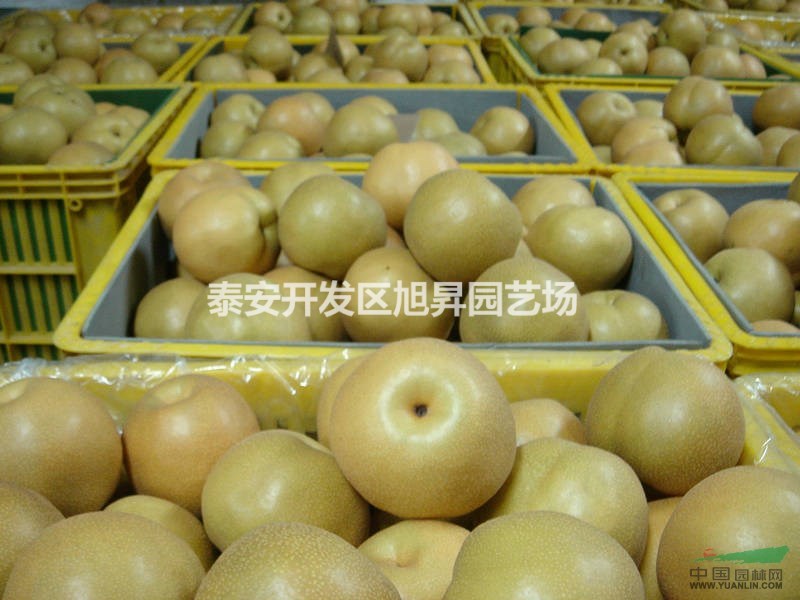 山東泰安高產(chǎn)梨苗供應(yīng) 梨苗運(yùn)輸方式 梨苗種植技術(shù)