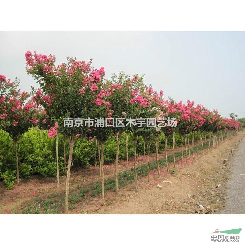 紫薇報價 江蘇 百日紅 定桿