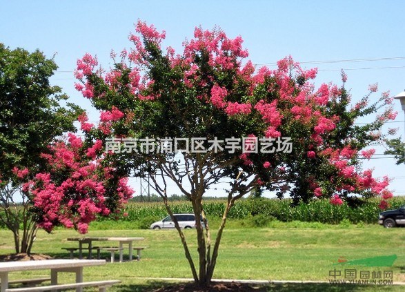 紫薇報價 江蘇 百日紅 定桿