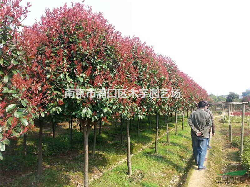 獨桿 紅葉石楠 報價 江蘇 南京