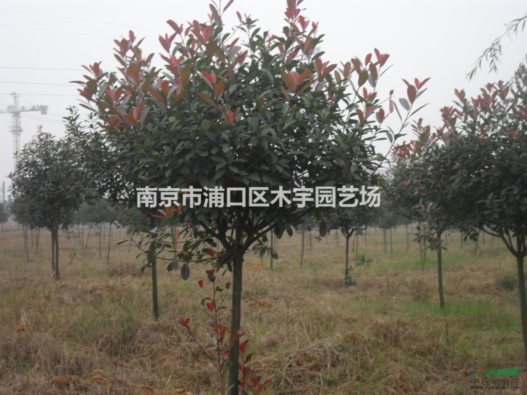獨桿 紅葉石楠 報價 江蘇 南京