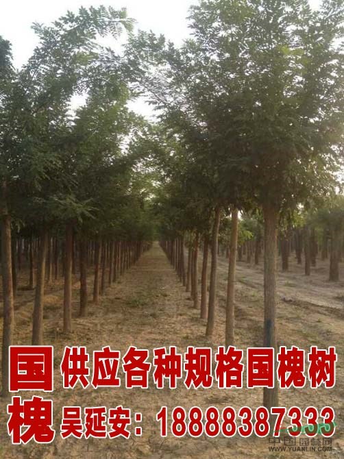 白蠟小苗  8公分白蠟價 老白蠟樹多少錢一棵  老白蠟樹造型