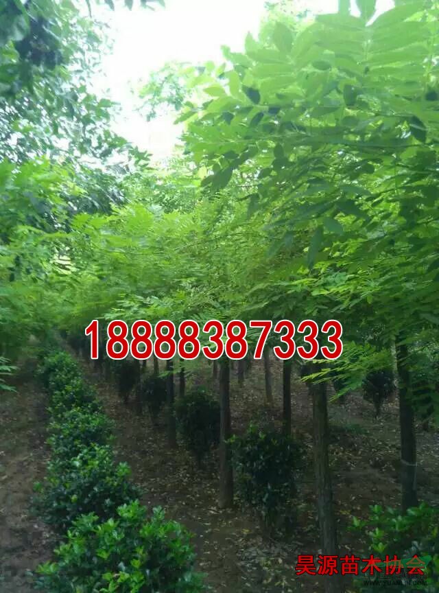 20公分帶帽合歡價格  帶帽合歡市場行情