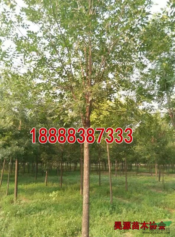 法桐樹(shù)種植基地  法桐樹(shù)小苗價(jià)格及市場(chǎng)行情  
