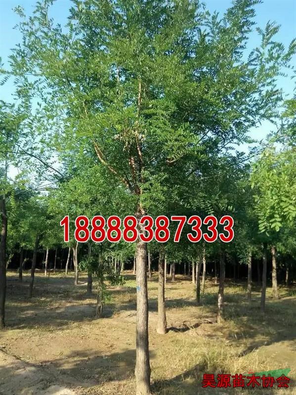 法桐樹(shù)種植基地  法桐樹(shù)小苗價(jià)格及市場(chǎng)行情  