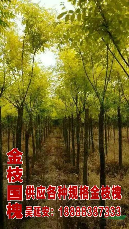 20公分金枝國槐價(jià)格  金枝國槐市場(chǎng)行情