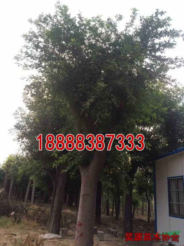 皂角小苗種植基地  皂角小苗市場價格  皂角小苗市場