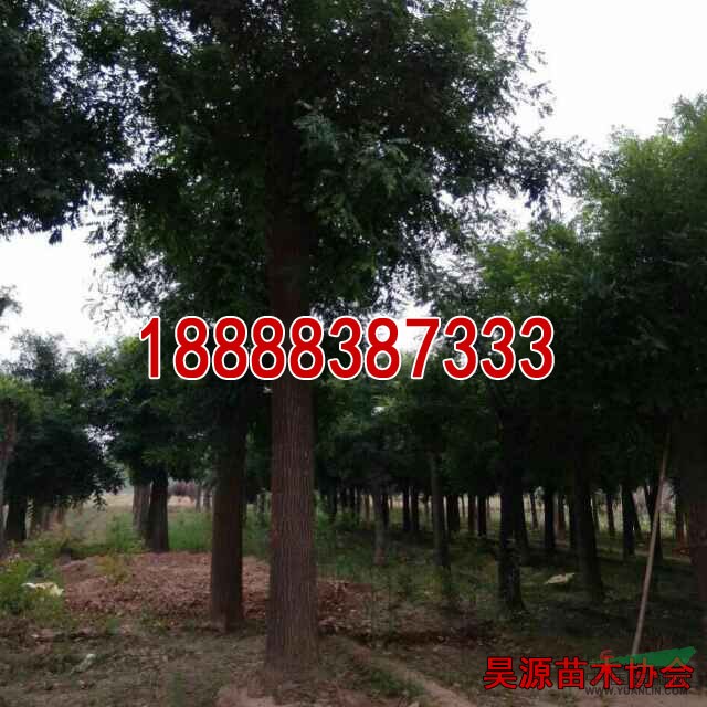 哪里皂角樹價(jià)格低  皂角樹市場前景及價(jià)格