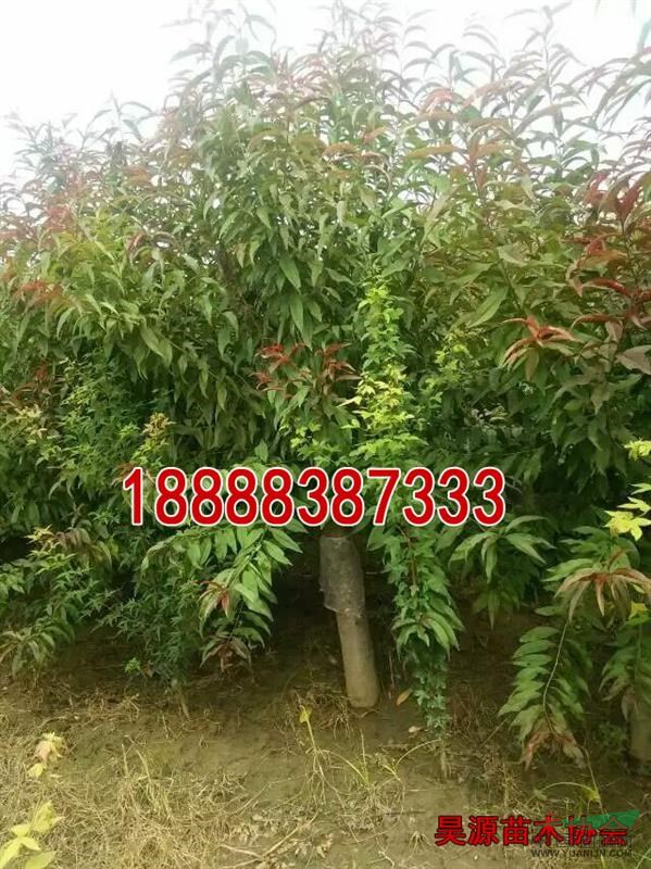 供應(yīng)5公分紫葉李價(jià)格   大規(guī)格紫葉李  紫葉李種植技術(shù)