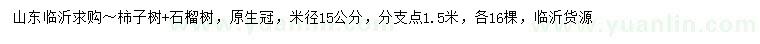求購(gòu)米徑15公分柿子樹(shù)、石榴樹(shù)