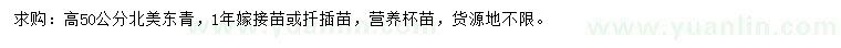 求購高50公分北美東青