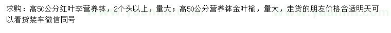 求購高50公分紅葉李、金葉榆